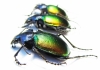 Calosoma sycophanta  Russia, Volgograd reg. - INSECTS-STORE.RU