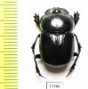 Catharsius sp.  Zambia - INSECTS-STORE.RU