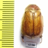 Sparrmannia sp.  Namibia - INSECTS-STORE.RU