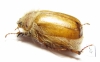 Sparrmannia sp.  Namibia - INSECTS-STORE.RU