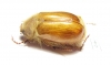 Sparrmannia sp.  Namibia - INSECTS-STORE.RU