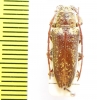 Rhytiphora decipiens  Australia - INSECTS-STORE.RU