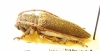 Rhytiphora decipiens  Australia - INSECTS-STORE.RU