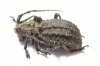 Phantasis sp.  Zambia - INSECTS-STORE.RU