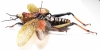 Orthoptera sp.  Zimbabwe  58mm - INSECTS-STORE.RU