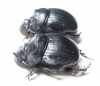 Dichotomius pseudoparile, pair  Bolivia - INSECTS-STORE.RU