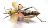 Orthoptera sp.  Zimbabwe  53mm - INSECTS-STORE.RU