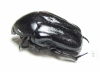Cremastocheilini, Oplostomus sp.  Zambia - INSECTS-STORE.RU