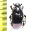 Dichotomius sp.  Peru - INSECTS-STORE.RU