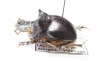 Dichotomius sp.  Peru - INSECTS-STORE.RU