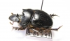 Dichotomius sp.  Peru - INSECTS-STORE.RU