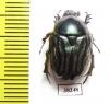 Protaetia bogdanoffi  Uzbekistan - INSECTS-STORE.RU