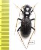Megacephala atrospinosa valentinai (Dementiev & Gage, 2022), female  Zambia - INSECTS-STORE.RU
