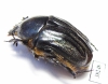 Protaetia bogdanoffi  Uzbekistan - INSECTS-STORE.RU