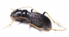 Megacephala atrospinosa valentinai (Dementiev & Gage, 2022), female  Zambia - INSECTS-STORE.RU
