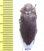 Pseudoperotis subrugosus  Namibia - INSECTS-STORE.RU