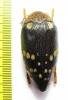 Sternocera castanea boucardii  Tanzania 45mm - INSECTS-STORE.RU