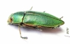 Perotis xerxes malachiticus  Turkey - INSECTS-STORE.RU
