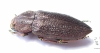 Pseudoperotis subrugosus  Namibia - INSECTS-STORE.RU
