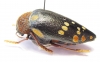 Sternocera castanea boucardii  Tanzania 45mm - INSECTS-STORE.RU