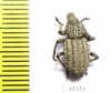 Curculionidae sp.  South Africa Rep. - INSECTS-STORE.RU