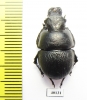 Lethrus banghaasi  Tajikistan - INSECTS-STORE.RU