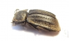 Tenebrionidae sp.  Australia - INSECTS-STORE.RU