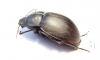 Tenebrionidae sp.  Australia - INSECTS-STORE.RU