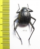 Onymacris sp.  South Africa Rep. - INSECTS-STORE.RU