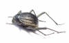 Onymacris sp.  South Africa Rep. - INSECTS-STORE.RU