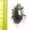 Tenebrionidae sp.  South Africa Rep. - INSECTS-STORE.RU