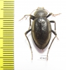 Tenebrionidae sp.  South Africa Rep. - INSECTS-STORE.RU
