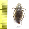 Tenebrionidae sp.  South Africa Rep. - INSECTS-STORE.RU