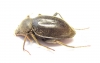Tenebrionidae sp.  South Africa Rep. - INSECTS-STORE.RU