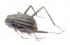 Onymacris paiva  South Africa Rep. - INSECTS-STORE.RU