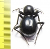 Tenebrionidae sp.  South Africa Rep. - INSECTS-STORE.RU