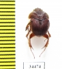Neoathyreus maudae  Paraguay - INSECTS-STORE.RU
