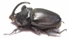 Oryctes gigas, male  Madagascar  73mm - INSECTS-STORE.RU
