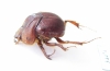 Neoathyreus maudae  Paraguay - INSECTS-STORE.RU