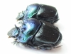 Diastellopalpus thomsoni, pair  Tanzania - INSECTS-STORE.RU