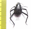 Onymacris sp.  Namibia - INSECTS-STORE.RU