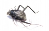Onymacris sp.  Namibia - INSECTS-STORE.RU