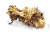 Lithinus sepidoides  Madagascar - INSECTS-STORE.RU