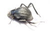 Onymacris sp.  Namibia - INSECTS-STORE.RU