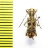 Cerambycidae sp.  Australia - INSECTS-STORE.RU