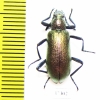 Tenebrionidae sp.  South Africa Rep. - INSECTS-STORE.RU