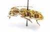 Cerambycidae sp.  Australia - INSECTS-STORE.RU
