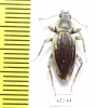 Tenebrionidae sp.  South Africa Rep. - INSECTS-STORE.RU