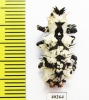 Lithinus nigrocristatus  Madagascar - INSECTS-STORE.RU