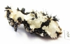 Lithinus nigrocristatus  Madagascar - INSECTS-STORE.RU